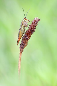 Gemeine Skorpionsfliege - Panorpa communis