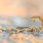 Skorpion Mesobuthus - gibbosus