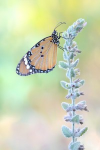 Kleiner Monarch - Danaus chrysippus