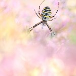 Wespenspinne - Argiope bruennichi