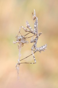 Hauben-Fangschrecke - Empusa fasciata