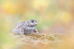 Kreuzkröte  - Bufo calamita - Natterjack Toad