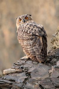  Eurasian eagle-owl