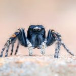 Goldaugen-Springspinne - Philaeus chrysops - Gold eyes jumping spider Die Goldaugen-Springspinne